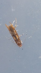 Pyroderces apparitella