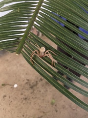 Neosparassus salacius