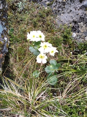 Ranunculus lyallii