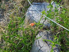 Dicliptera squarrosa