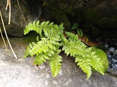 Polystichum cystostegium