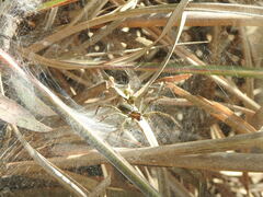 Aglaoctenus lagotis