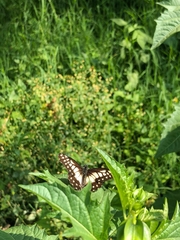 Catasticta nimbice