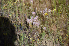 Castilleja lineariloba