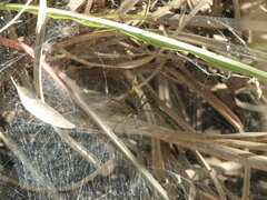 Aglaoctenus lagotis