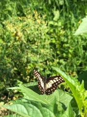 Catasticta nimbice