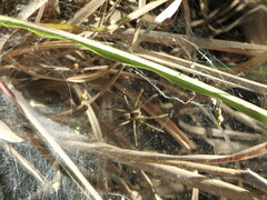Aglaoctenus lagotis
