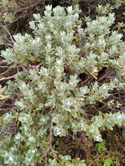 Olearia moschata