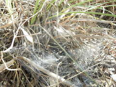 Aglaoctenus lagotis
