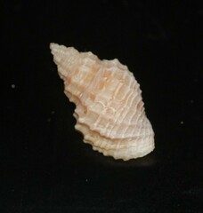 Cancellaria jayana