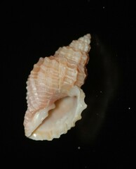 Cancellaria jayana