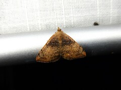 Chrysolarentia mecynata