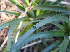Dilophus pectoralis