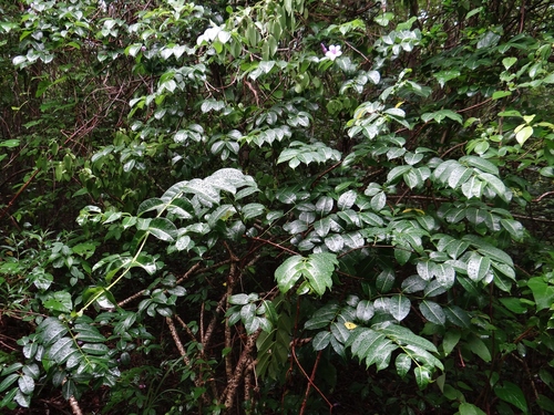 Madagascar Rubbervine