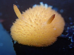 Acanthodoris lutea