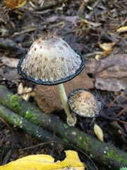 Coprinus comatus