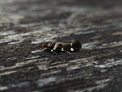 Macrobathra ceraunobola