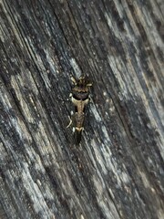 Macrobathra ceraunobola