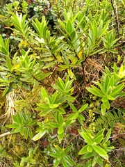 Veronica subalpina