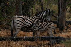 Equus quagga chapmani
