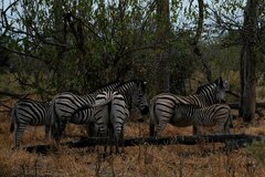 Equus quagga chapmani