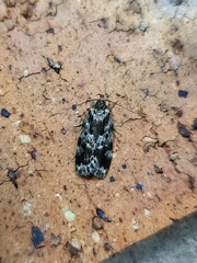 Barea confusella