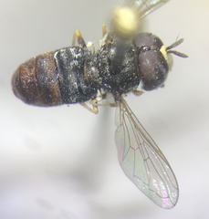Paragus