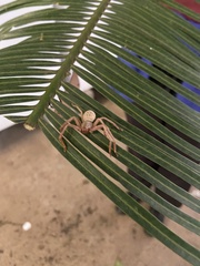 Neosparassus salacius