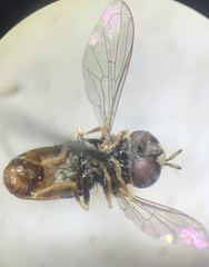 Paragus
