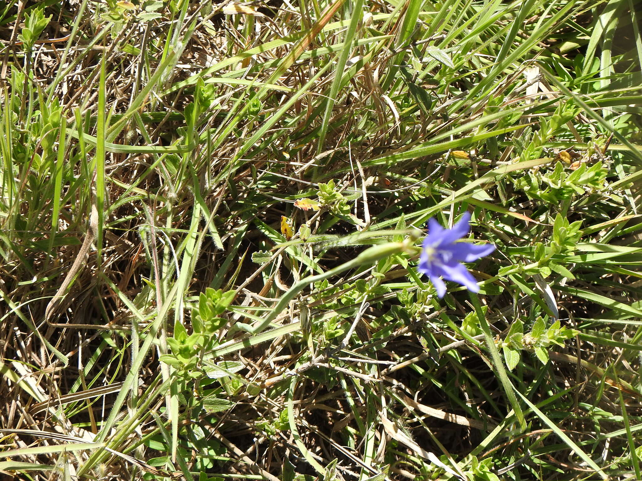 Gelasine Herb.