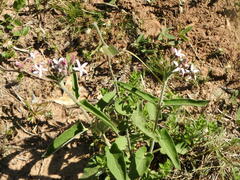 Oxypetalum solanoides