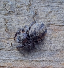 Plexippina