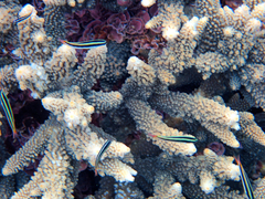 Thalassoma amblycephalus