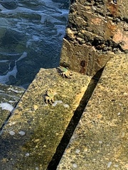 Grapsus albolineatus
