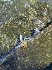 Grapsus albolineatus