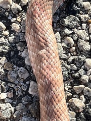 Masticophis flagellum piceus