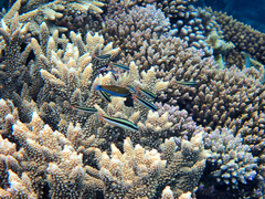 Thalassoma amblycephalus