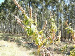Buddleja stachyoides