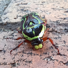 Eupoecila australasiae