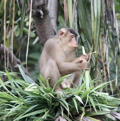 Macaca nemestrina