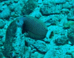 Novaculichthys taeniourus