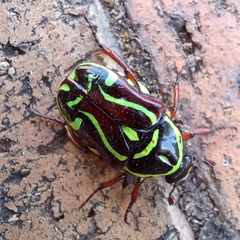 Eupoecila australasiae