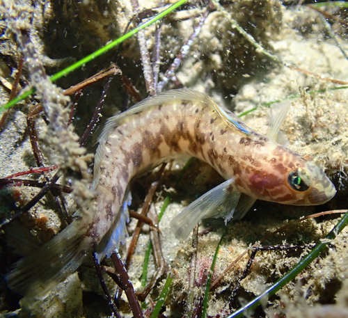 Gestreepte ronquil (Rathbunella hypoplecta) — Bathymasteridae — 5