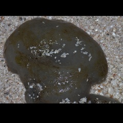 Aplidium