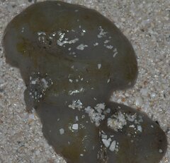 Aplidium