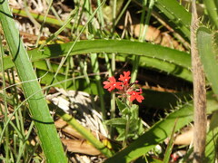 Glandularia peruviana