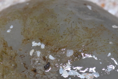 Aplidium