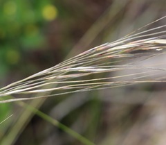 Austrostipa semibarbata