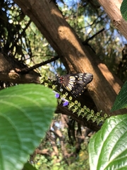 Catasticta nimbice