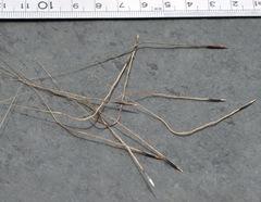 Austrostipa semibarbata